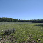 South Fork Greenwich Creek view