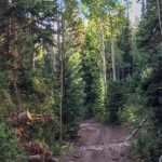 Arapeen Manti Canyon and Milky Falls Trail Forest