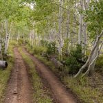 Easy part of Beaver Creek Roads