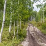 Giant Aspen Trails