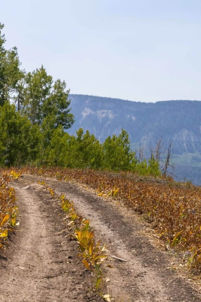 Julius Pasture-South Fork Road