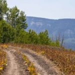 Julius Pasture-South Fork Road