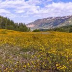 Mount Baldy Road