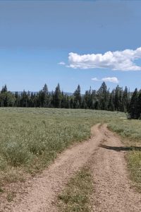 Wapiti Easy Trail