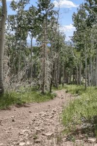 Wapiti Forest Trail