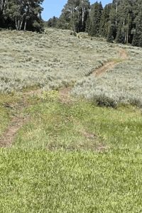 Wapiti Unmarked Trail