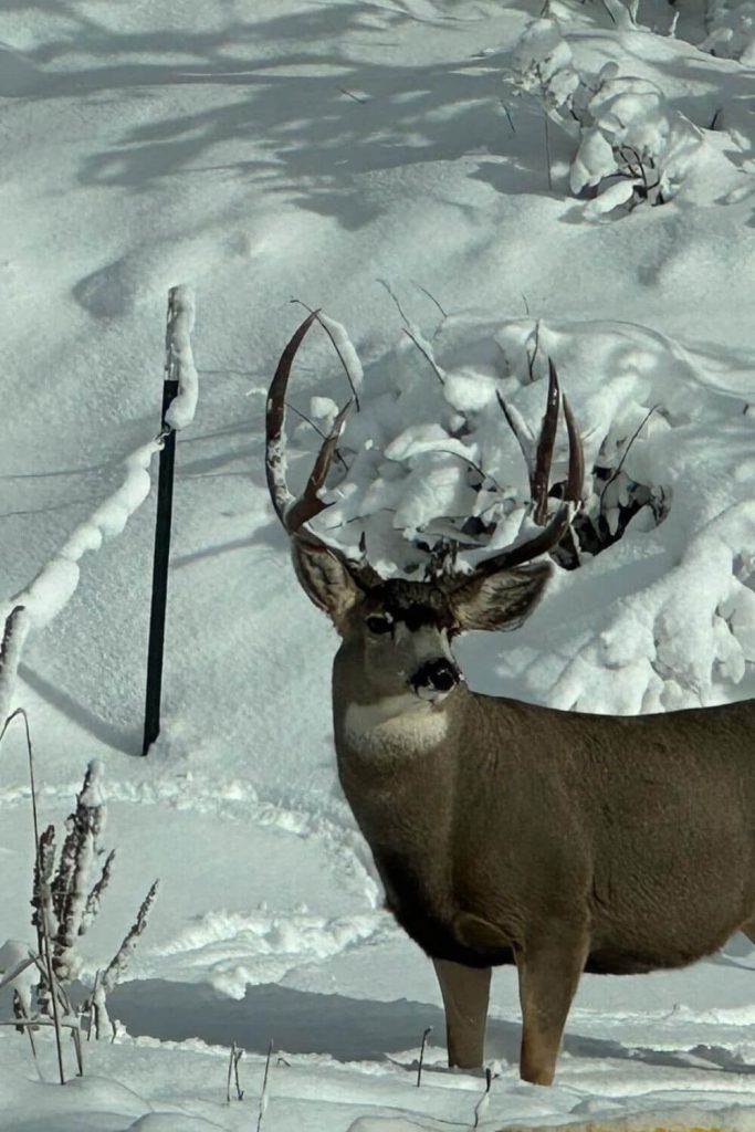 Winter Wildlife Watching